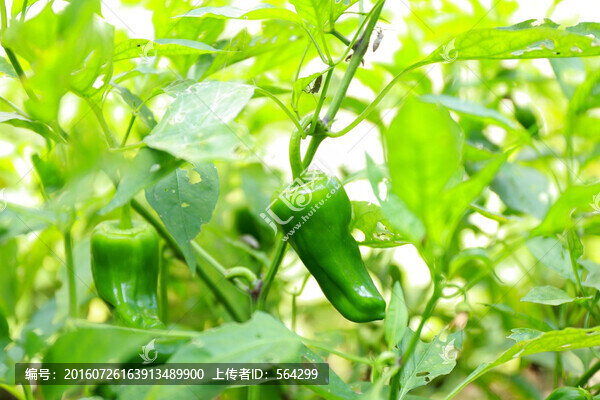 農(nóng)家菜園青椒