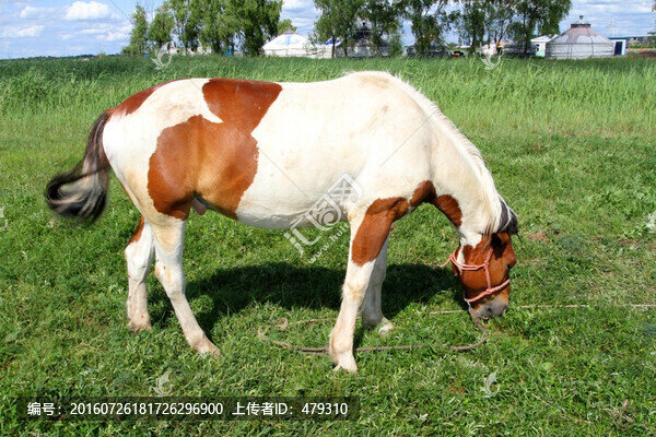 草原,駿馬,花馬,家畜,內(nèi)蒙