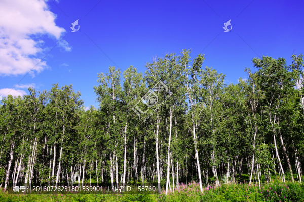 白樺林風(fēng)景