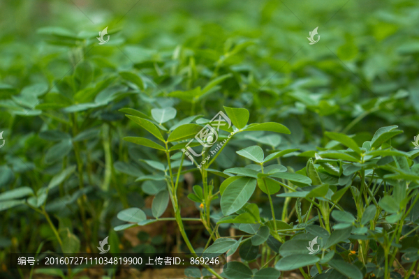 花生地,花生花,花生秧
