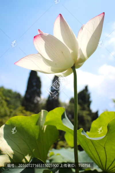荷花