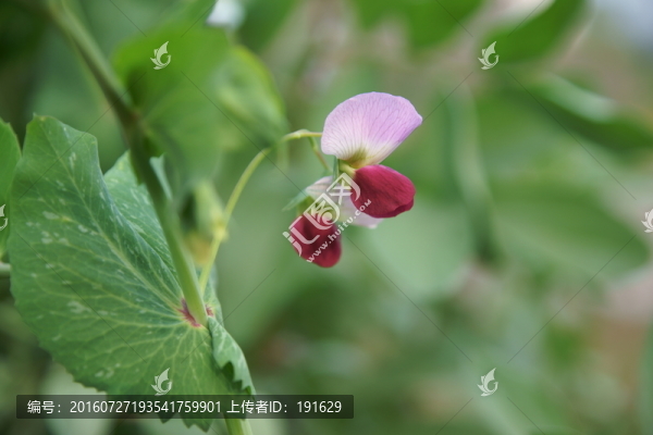 豌豆花