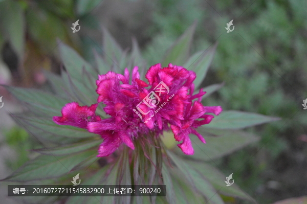 雞冠花