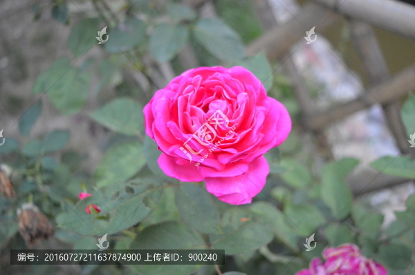 紅色月季花