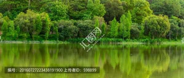 陽光湖水樹林