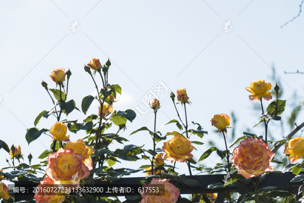 月季花