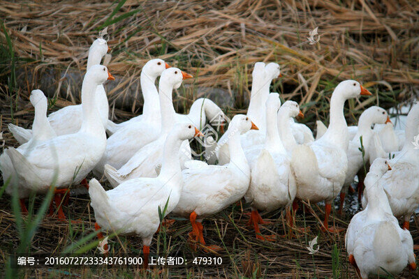 鵝,家禽,大鵝,一群鵝,白鵝