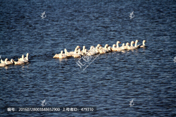 鵝,家禽,大鵝,一群鵝,白鵝
