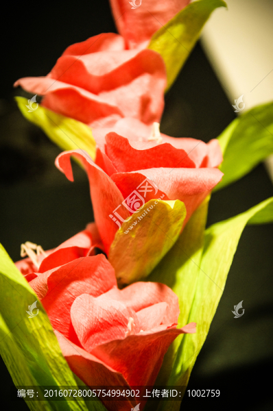 手作紙藝粉唐菖蒲