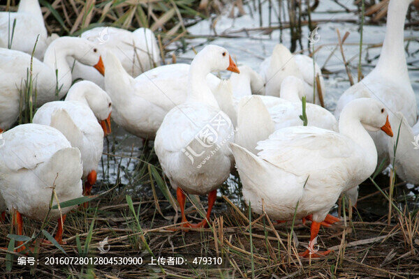 鵝,家禽,大鵝,一群鵝,白鵝
