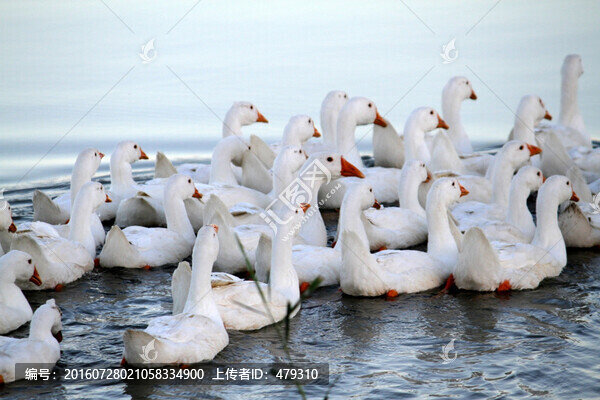 鵝,家禽,大鵝,一群鵝,白鵝