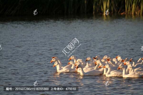 鵝,家禽,大鵝,一群鵝,白鵝
