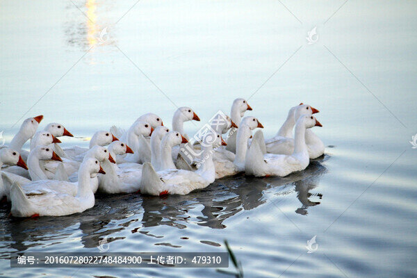 鵝,家禽,大鵝,一群鵝,白鵝