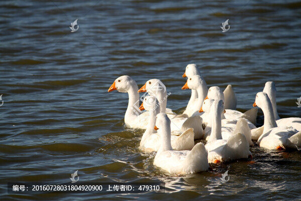 鵝,家禽,大鵝,一群鵝,白鵝