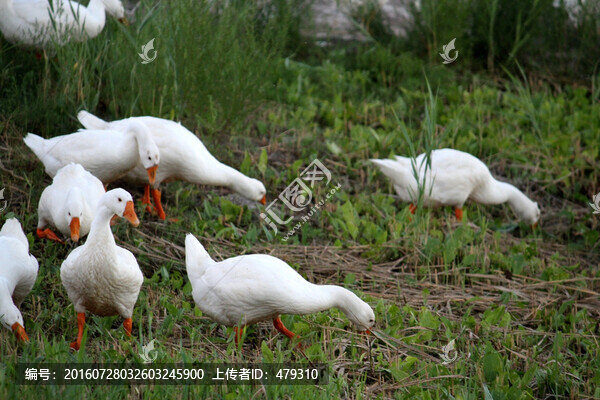 鵝,家禽,大鵝,一群鵝,白鵝