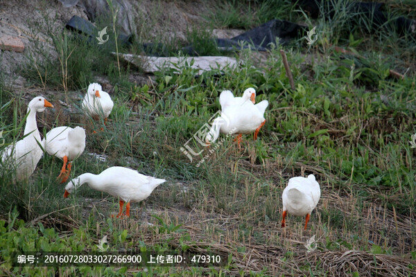 鵝,家禽,大鵝,一群鵝,白鵝