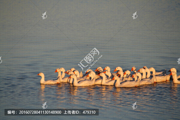 鵝,家禽,大鵝,一群鵝,白鵝