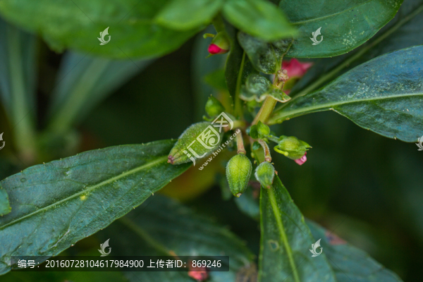 鳳仙花,指甲花