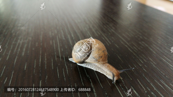 蝸牛