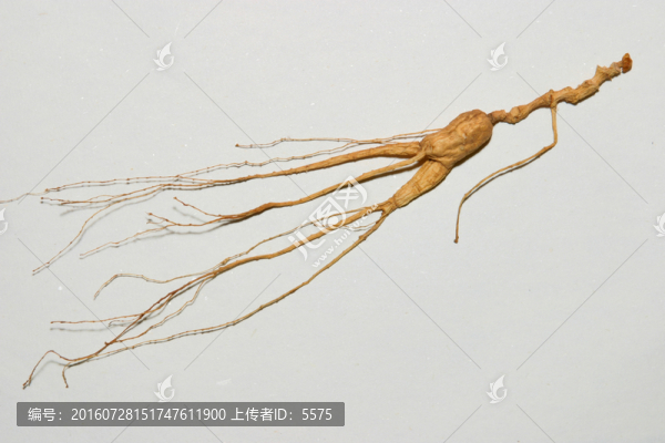 人參