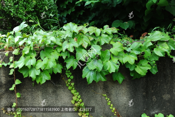 爬墻虎,,爬山虎