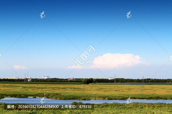 濕地,蘆葦,河流,水,綠色