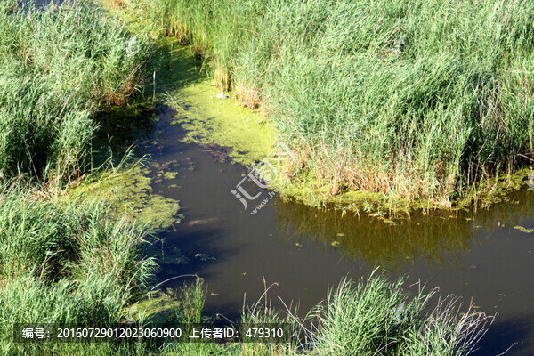 濕地,蘆葦,河流,水,綠色