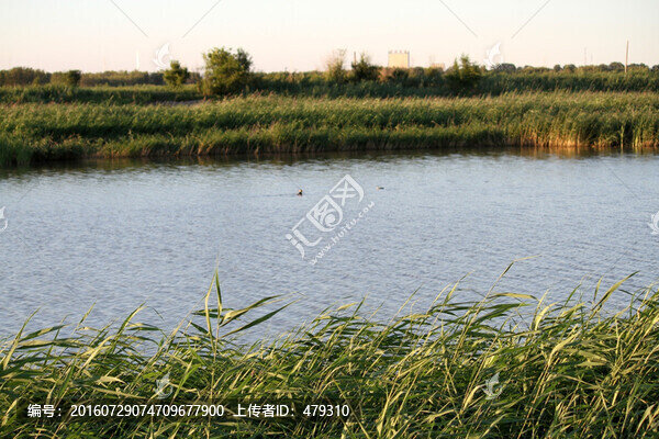 濕地,蘆葦,河流,水,綠色