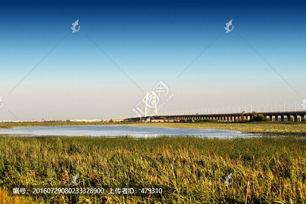 濕地,蘆葦,河流,水,綠色