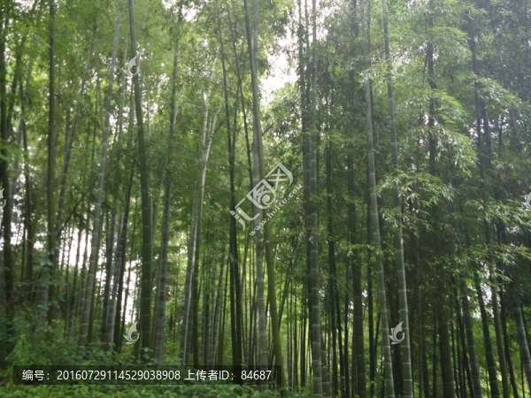竹林,毛竹,竹子,竹海