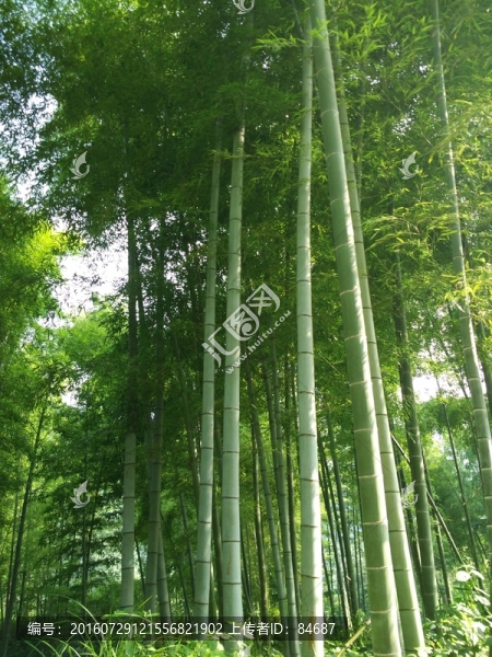 竹林,毛竹,竹子,竹海
