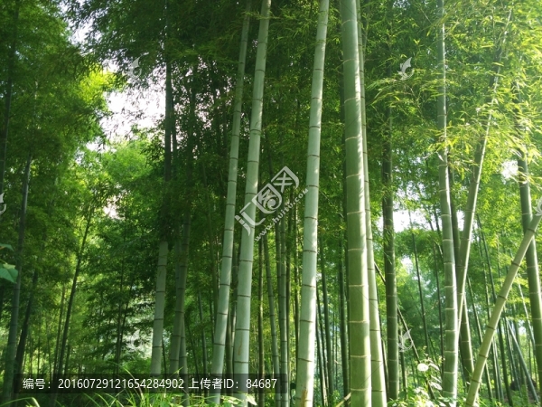 竹林,毛竹,竹子,竹海