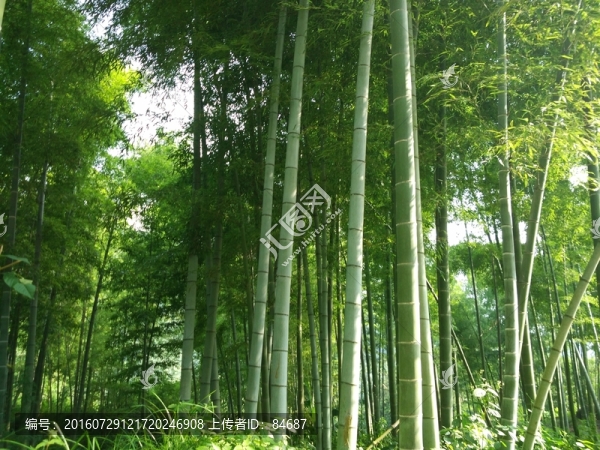 竹林,毛竹,竹子,竹海