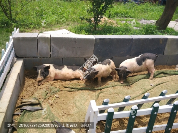 旅游,,景點(diǎn),小豬,小花
