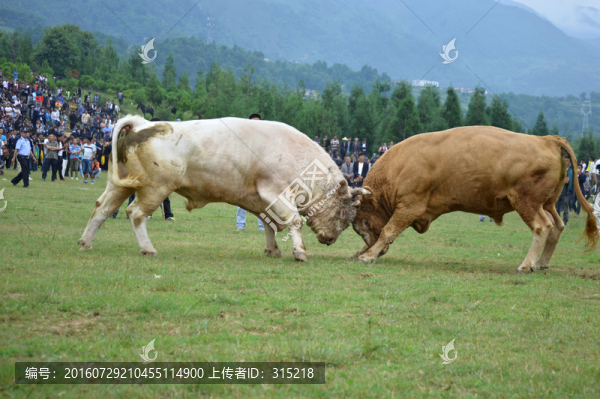 斗牛,火把節(jié)