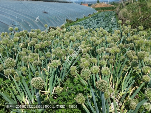 成熟的大蔥
