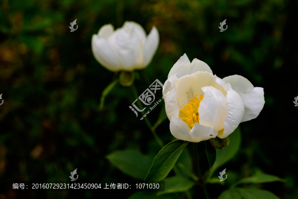 山芍藥花