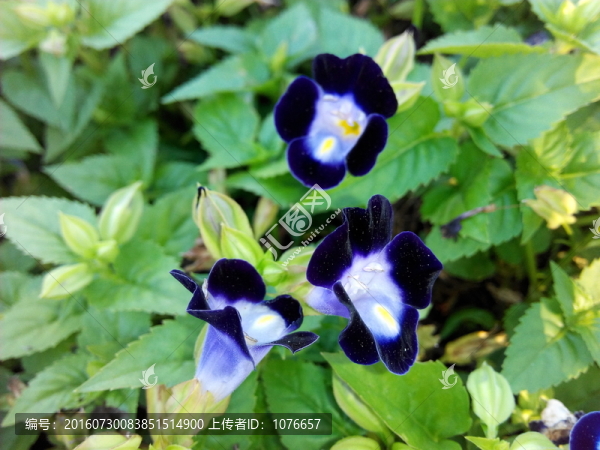 紫色花高清圖