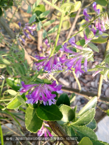 小紫花高清圖