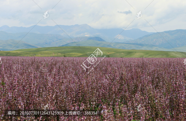 紫蘇花開(kāi)