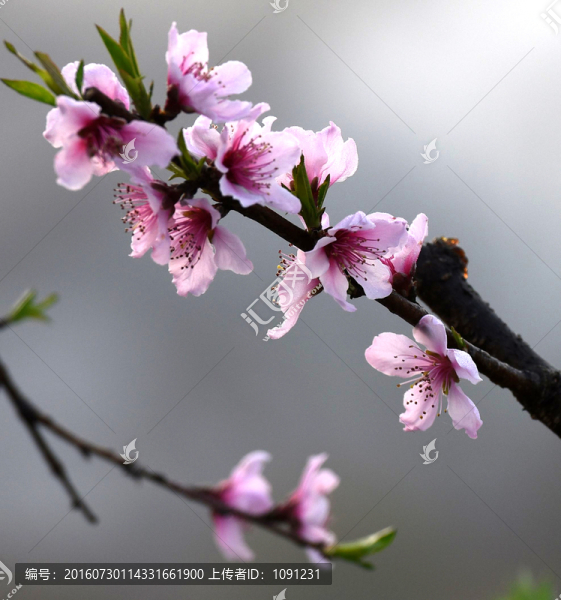 九溪桃花