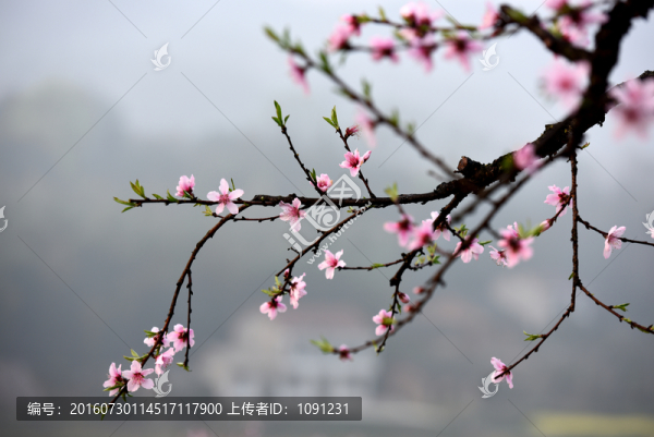 九溪桃花