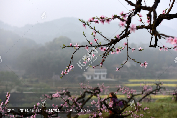 九溪桃花