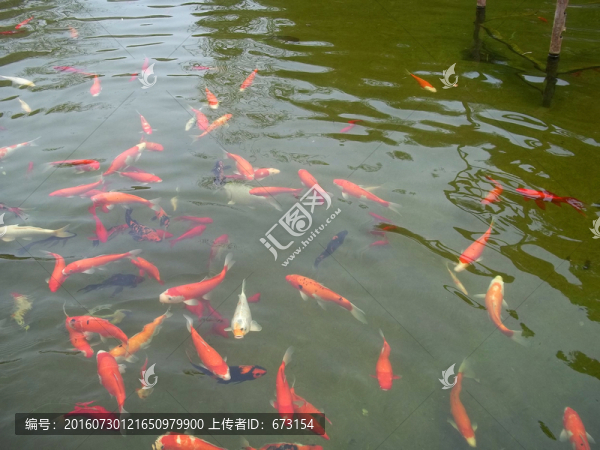 金魚