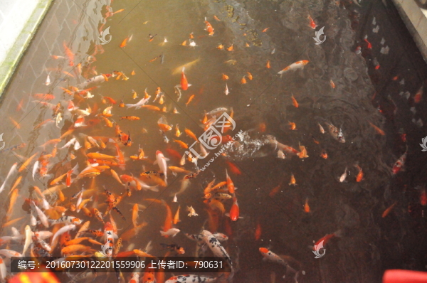 池里的金魚