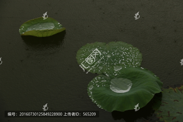 雨中荷葉