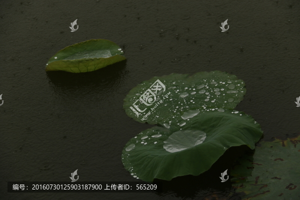 雨中荷葉