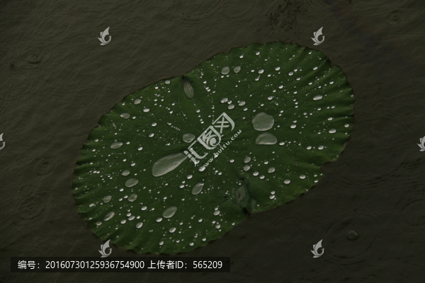 雨中荷葉