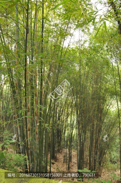 竹林