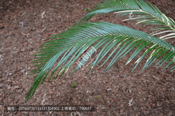 棕櫚葉,素材